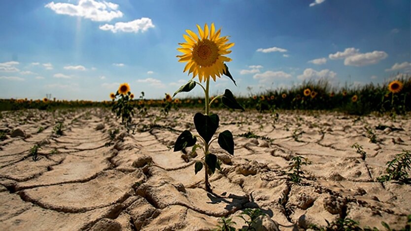 Уже шесть областей Украины поразила засуха, но впереди еще большая жара - метеоролог