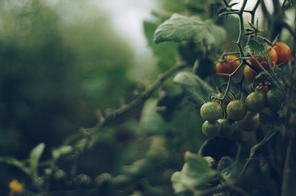 Как ускорить созревание помидоров в августе: полезные советы к концу лета