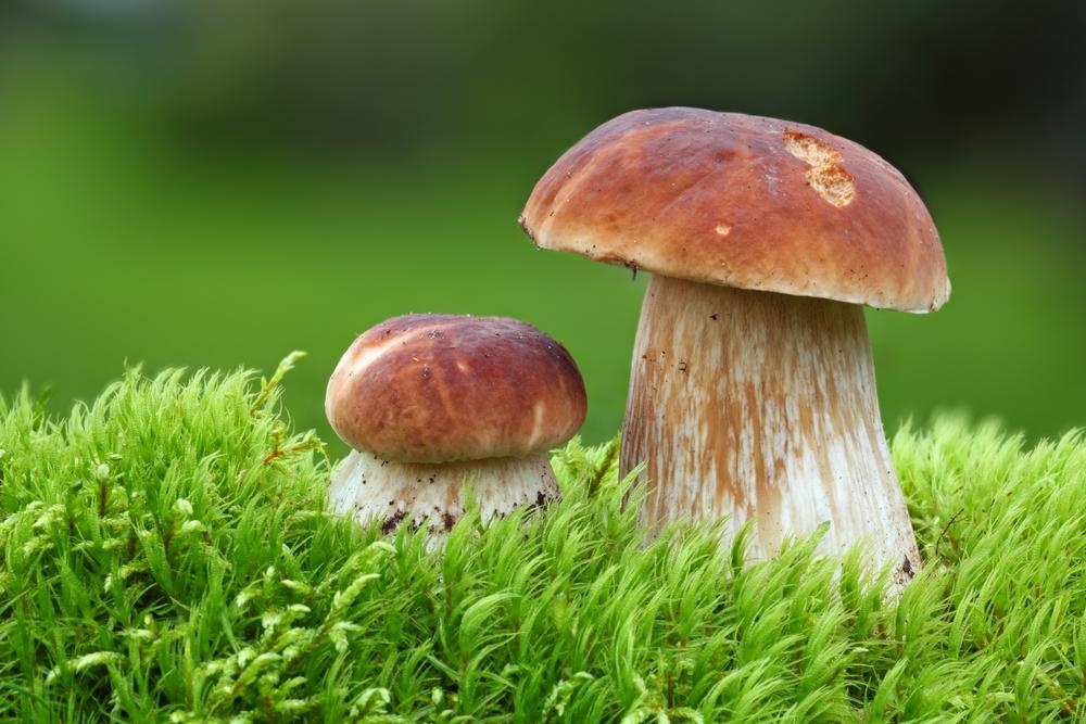 Кладезь белка: какие грибы можно собирать в сентябре