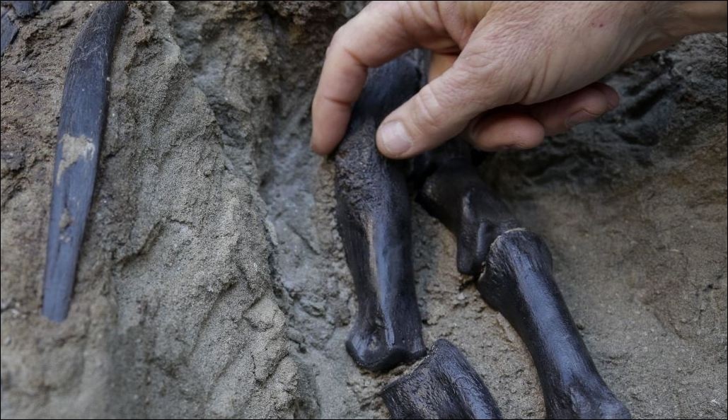 У Канаді виявили повний скелет динозавра, покритий шкірою