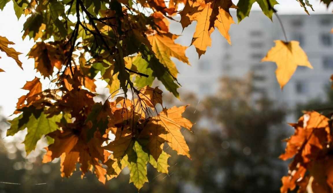 Осень готовит сюрприз: прогноз погоды на неделю