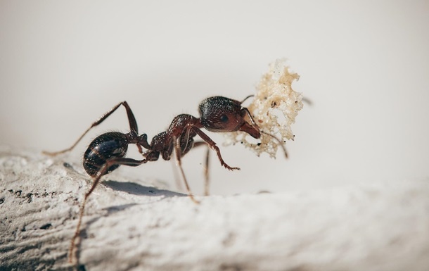 Ученым удалось сосчитать количество муравьев на Земле