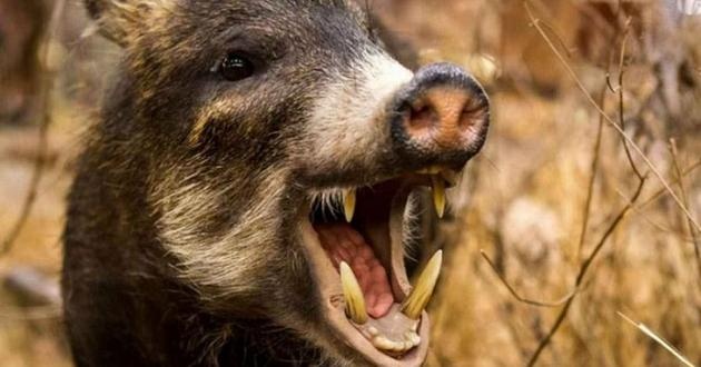 Необычные оккупнаты: дикие свиньи терроризируют села на Волыни
