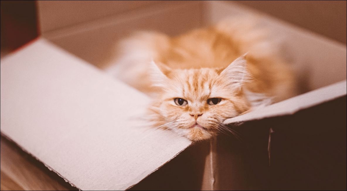 Ученые объяснили, почему кошки так любят сидеть в коробках