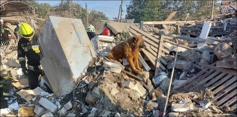 Сидит и плачет: в Днепре пес не уходит с места гибели семьи