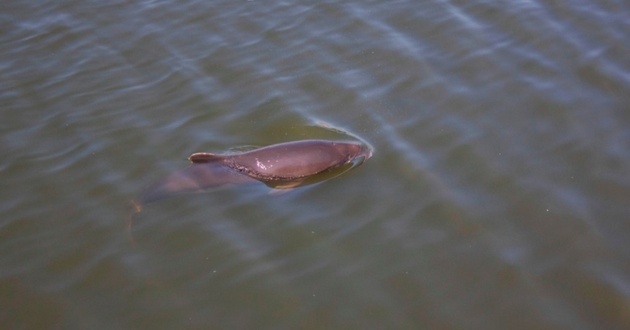 В водах Украины погибли 50 тысяч дельфинов: в расследовании приняли участие Италия и Германия