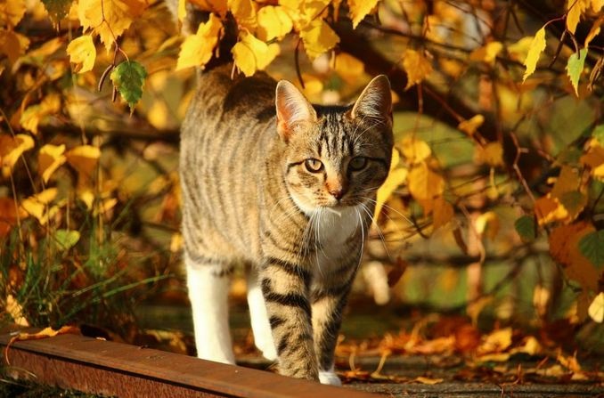 Стало відомо, яка погода буде в Україні в останній тиждень жовтня