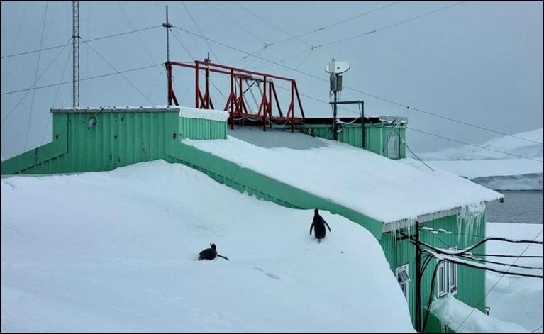Пингвины с крыши катаются: станцию "Академик Вернадский" замело снегом