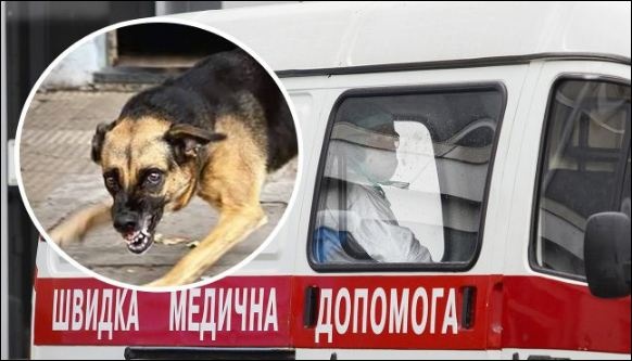 Под Киевом бешеная собака покусала женщину: в громаде ввели карантин