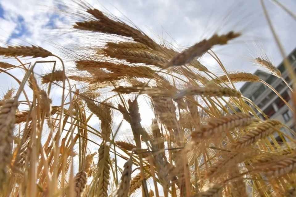 Россия согласится продлить зерновую инициативу - Bloomberg