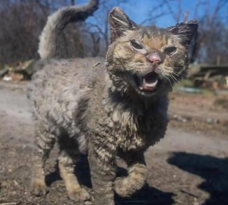 У мережі показали, як змінився кіт Фенікс, який постраждав у Бучі
