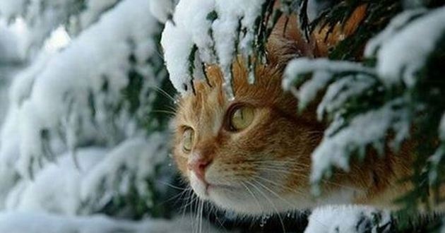 Снігу майже не буде: синоптики попередили про зникнення зими в Україні