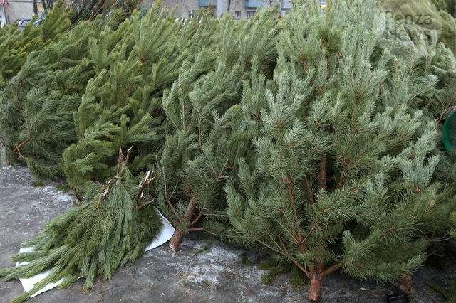 Новогодние ярмарки в Киеве: цены на елки могут удивить