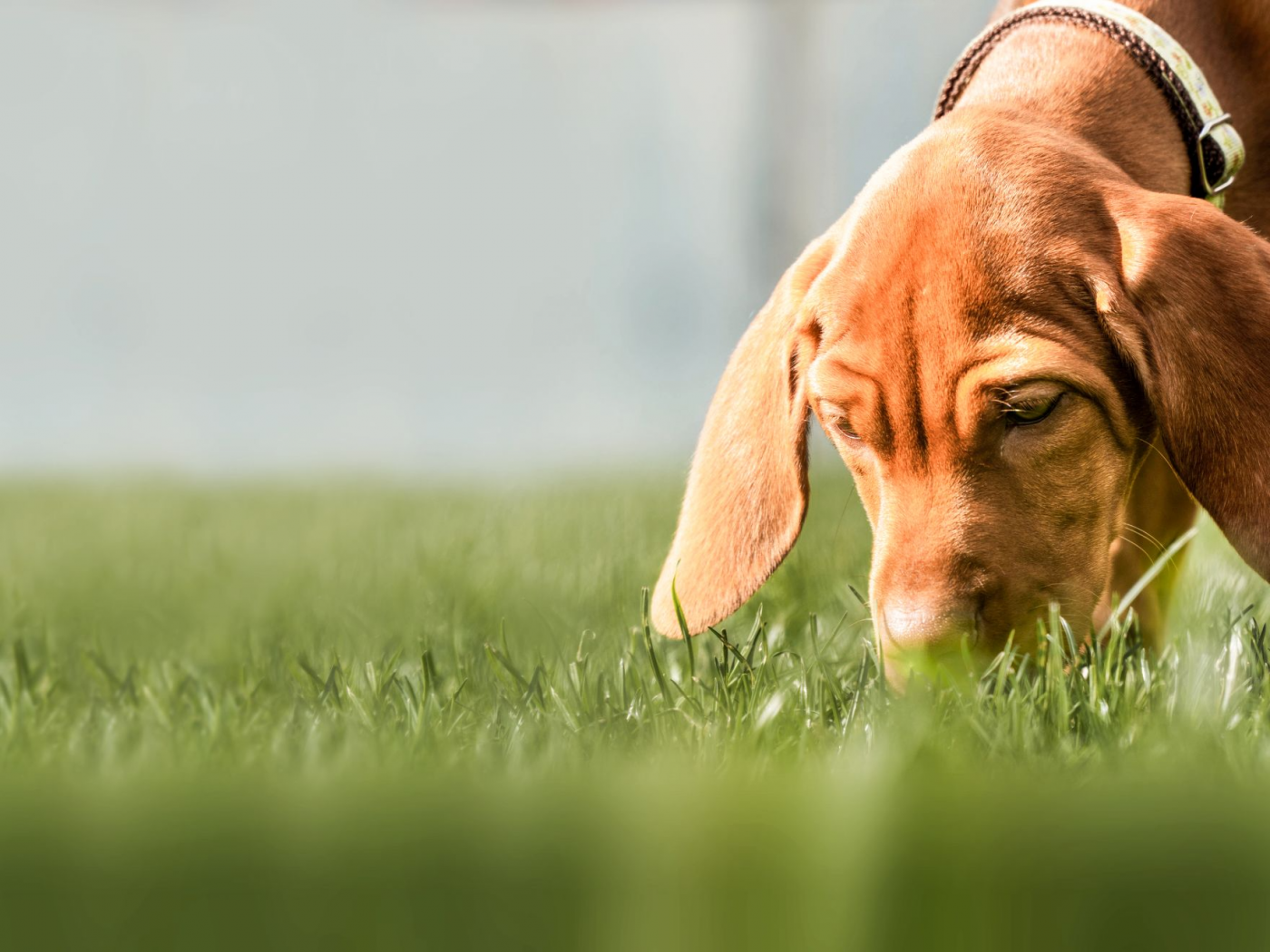 Существует несколько теорий: Опасно ли собаке есть траву?