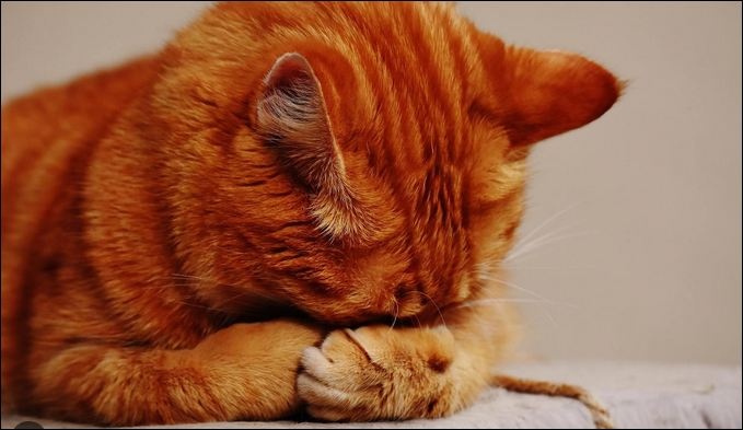 Выяснилось, зачем кошки закрывают нос лапами или хвостом