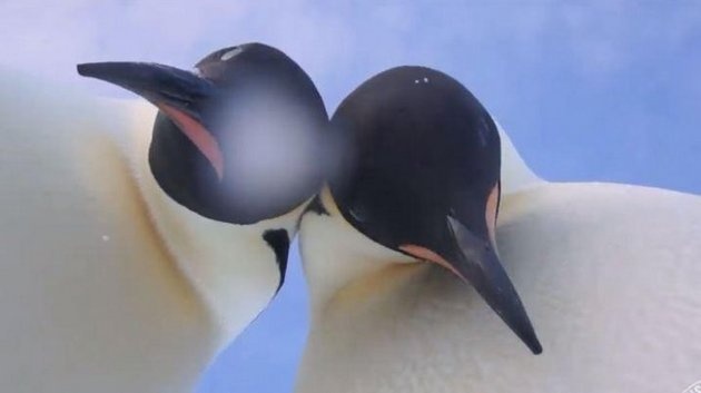 Украинские полярники роют окопы, чтобы спастись от пингвинов