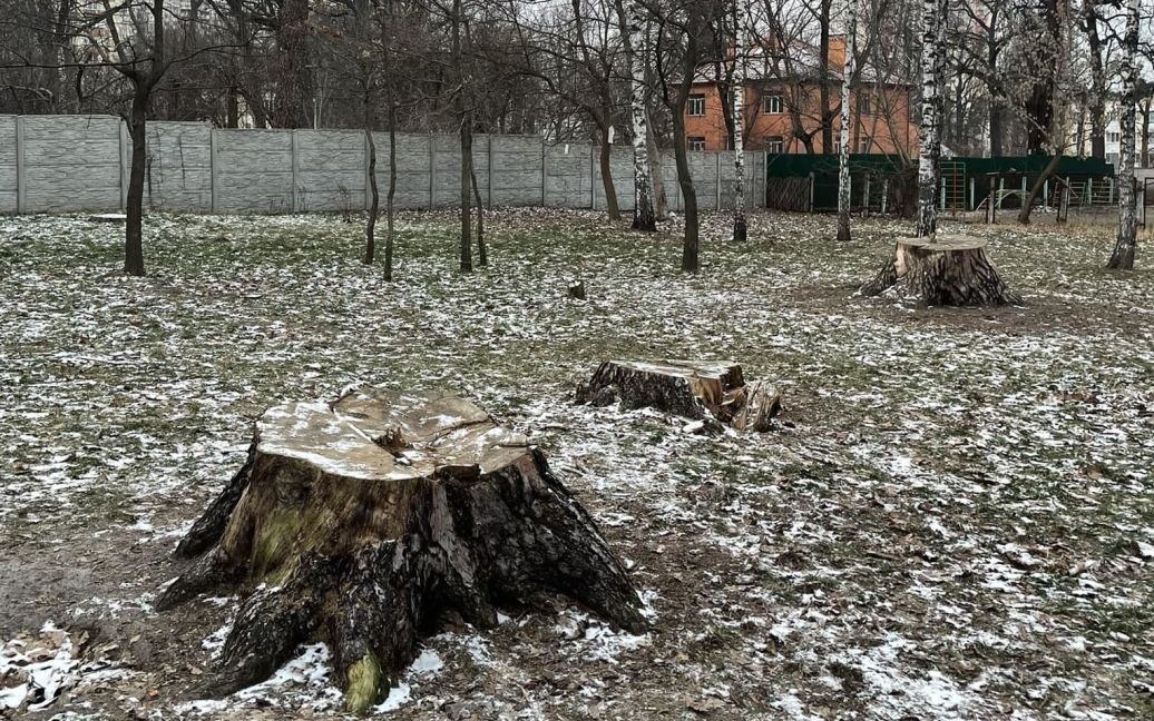 Дерева виглядали цілком здоровими: у Києві зрубали найбільшу у місті сосну