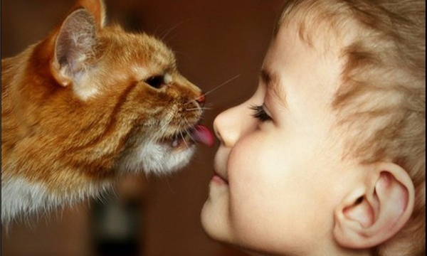 Кошки могут заразить хозяина разыми болезнями: врач предупредила об опасности