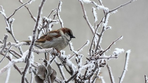 Морозы крепчают: 8 февраля в Украине станет еще холоднее
