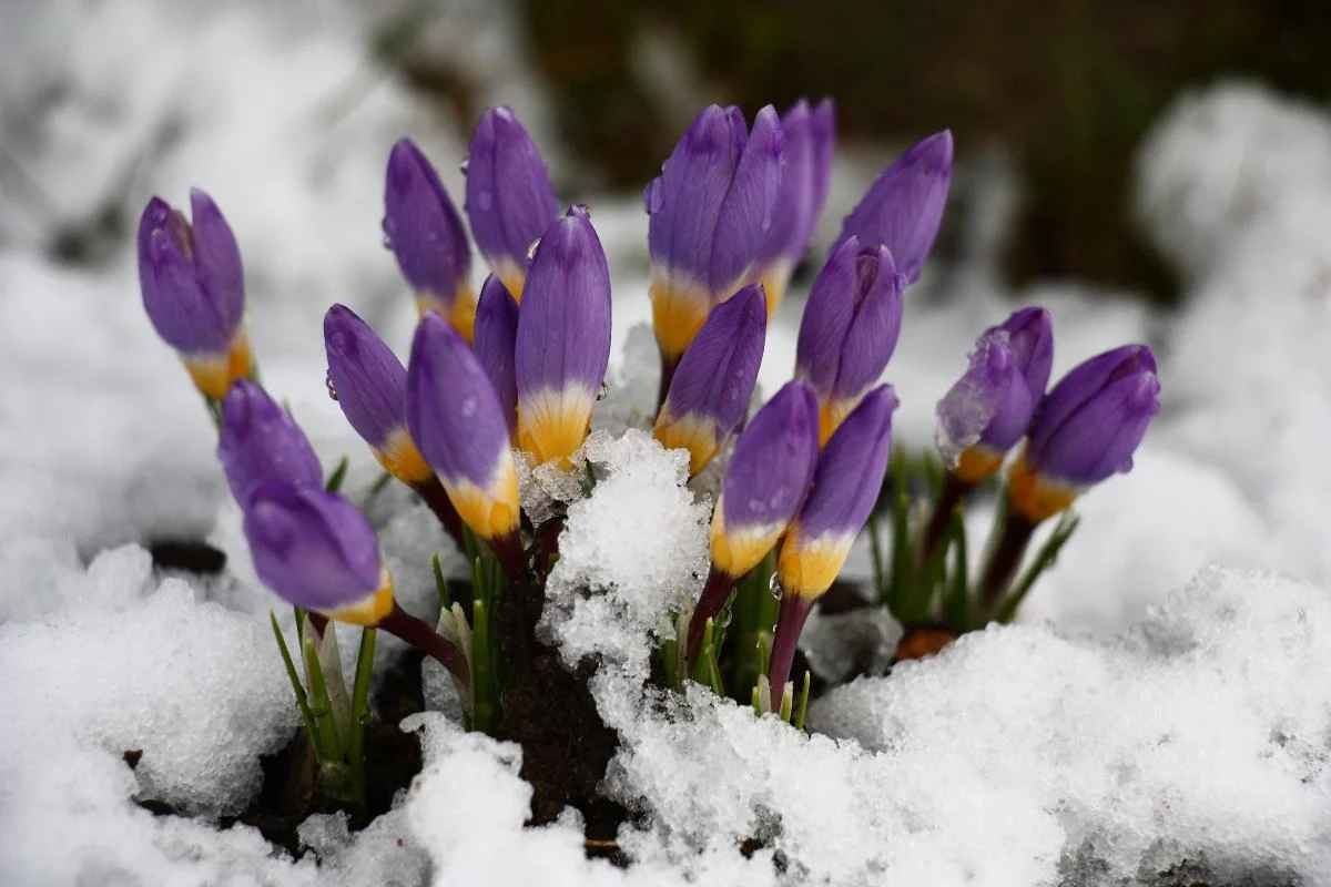 Погода в марте: в Укргидрометцентре озвучили прогноз
