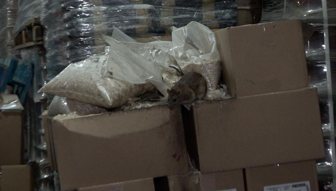 Вкрадену гуманітарку доїдають щури на складах у Києві