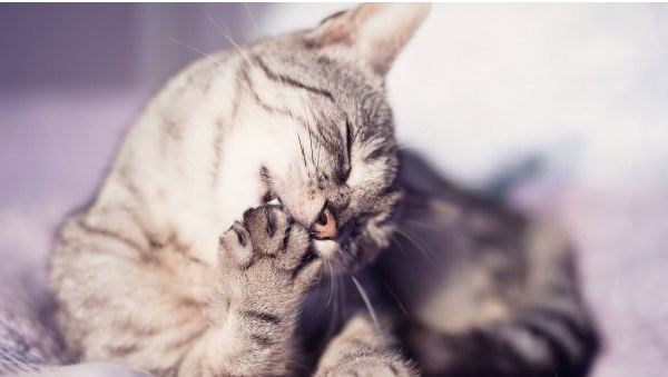 Почему нельзя выбрасывать кошачий ус: как работает тайная магия