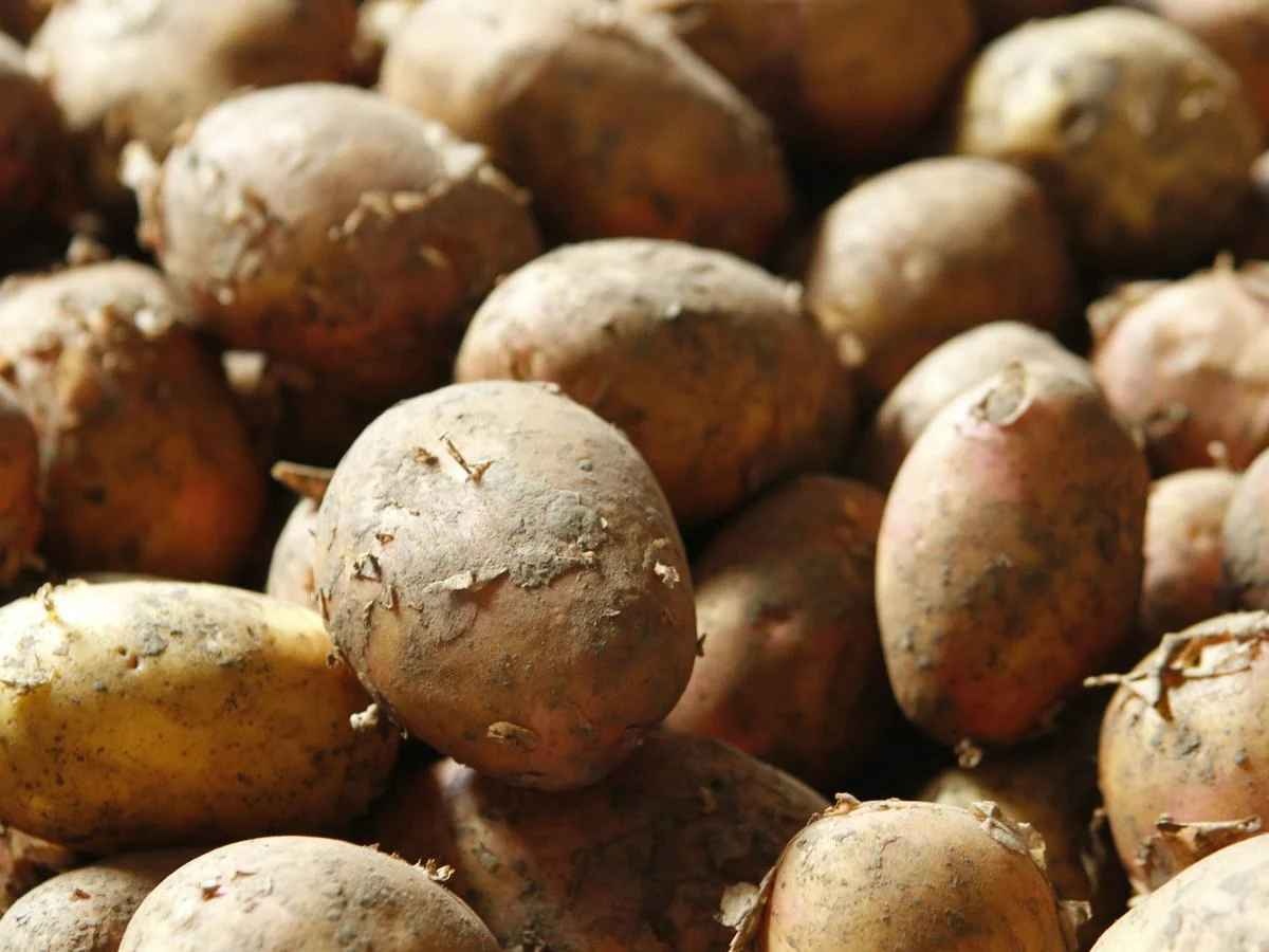 Способен вызвать отравление: какой картофель категорически нельзя есть