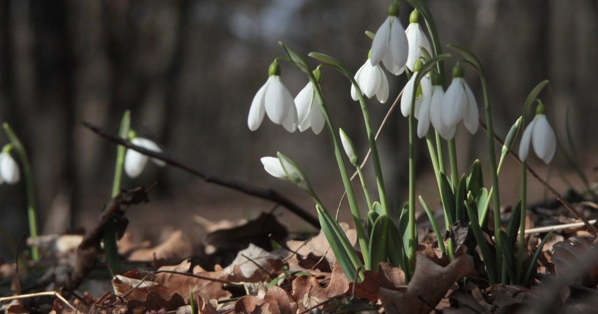 Погода в марте: прогноз Укргидрометцентра на первый месяц весны