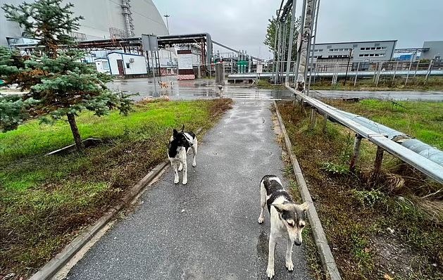 Чорнобильські собаки мають особливі гени: що виявили вчені