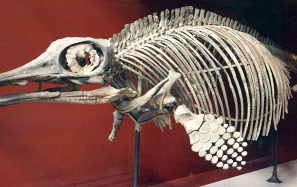 Палеонтологи виявили останки іхтіозавру: ці морські рептилії жили ще до динозаврів