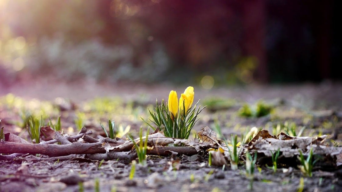 Погода в кінці березня: українцям пообіцяли літню спеку
