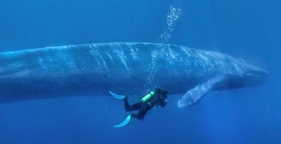 Ахтем Сеитаблаев подарил голос киту: создана впечатляющая документалка о жителях океанических глубин