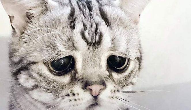 Чи здатні коти плакати: відповідь вас здивує