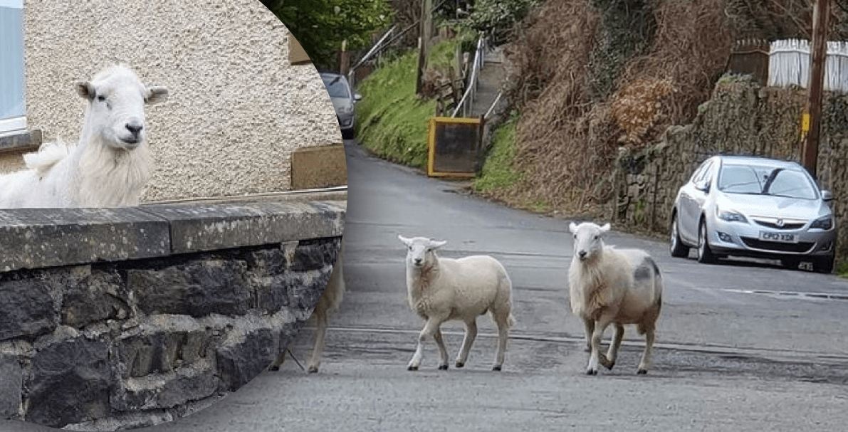 "Они везде", - банда диких овец оккупировала село, люди бьют тревогу