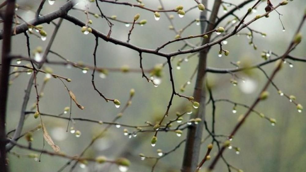 Литимуть дощі: прогноз погоди на тиждень в Україні