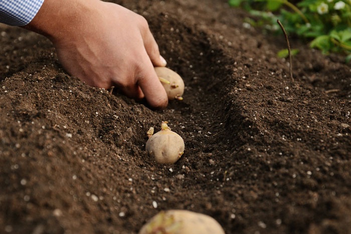 Когда сажать картошку в Украине: лунный календарь и народные приметы
