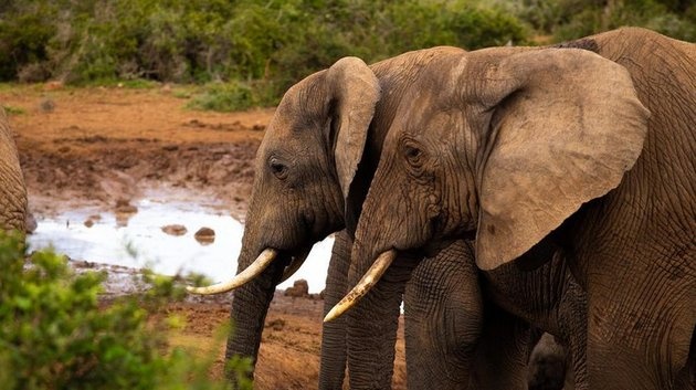 Слоны научились чистить бананы: делают это быстрее человека