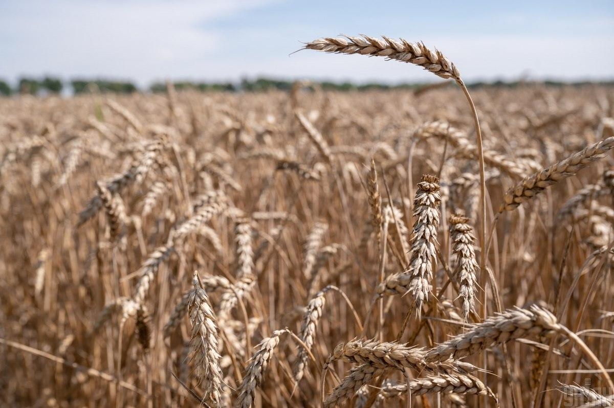 Турция ввела заградительную пошлину на импорт пшеницы, кукурузы и ячменя