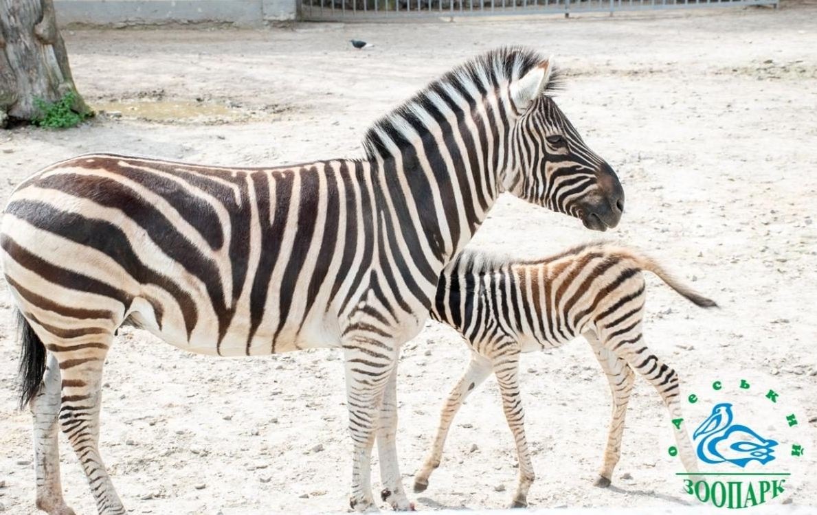 В Одесском зоопарке родился милый детеныш зебры