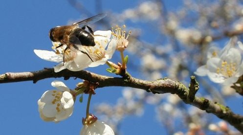 Потепління вже на порозі: синоптики попередили про сильну спеку