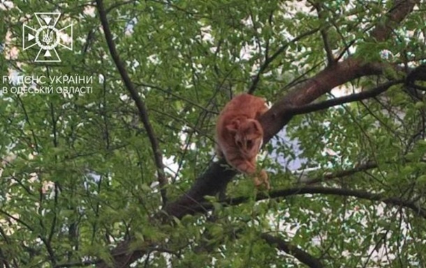 Одесситка и кошка застряли на высоком дереве, пришлось вызывать спасателей