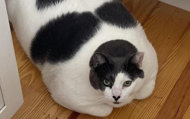 Самого толстого кота в мире посадили на диету