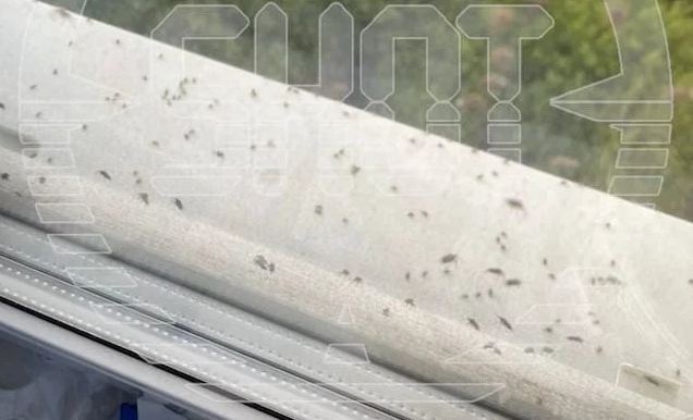 Москву атакуют полчища летающих насекомых