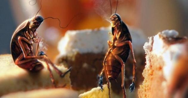 Как избавиться от тараканов: хитрый и надежный трюк