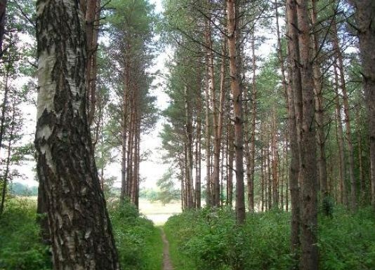 В нескольких регионах Украины запретили посещать леса: список и причина