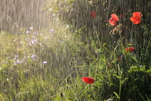 Дощі, місцями з грозами: прогноз погоди в Україні на сьогодні та до кінця тижня