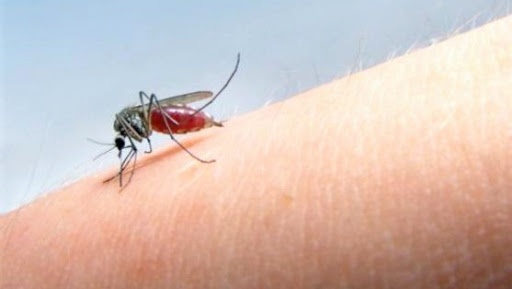 Чим захиститися від укусів комарів: народні засоби зі 100% ефектом