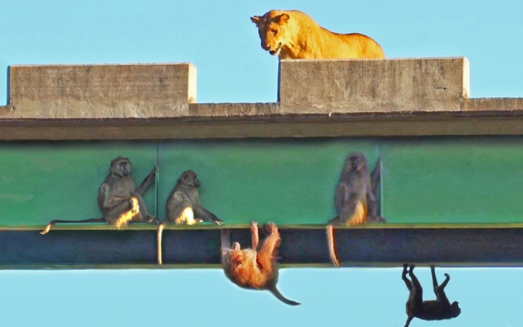 В Африке удалось заснять, как стая бабуинов зависла под мостом из-за прихода львов