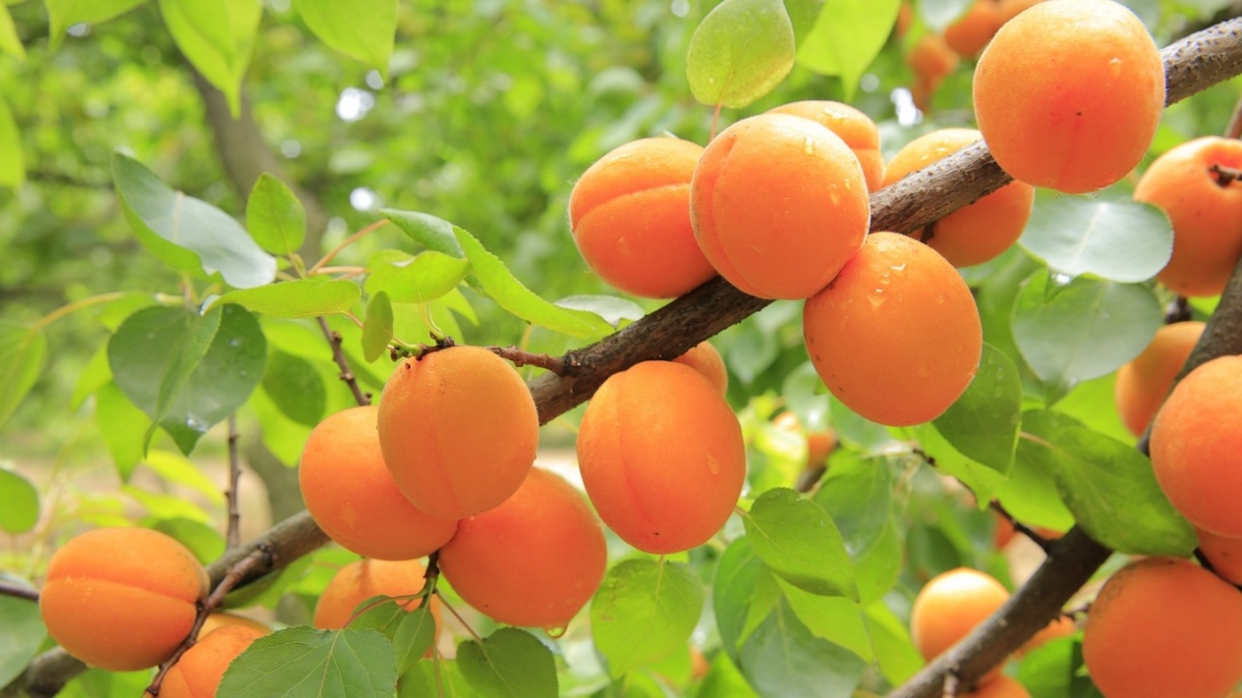 В Украине стартовали продажи местного абрикоса: сколько стоят плоды