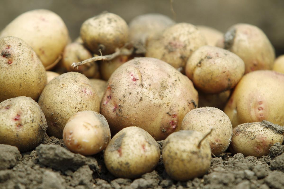 В Украине значительно подешевела картошка